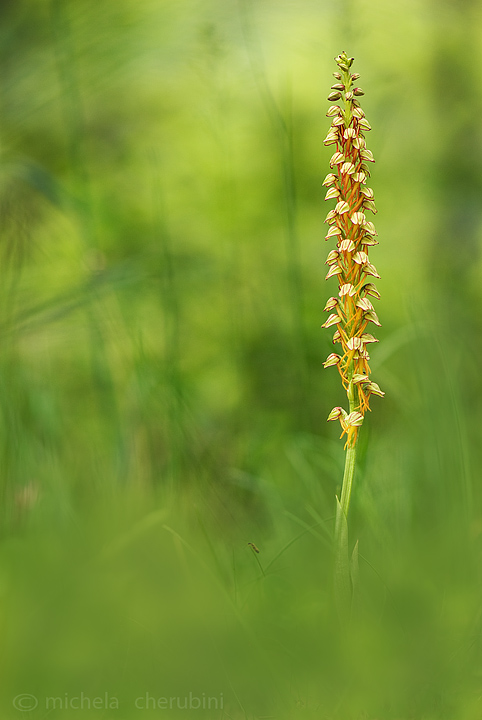 varie orchidee da determinare,qualcuno mi aiuta?